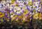 Art: FRESH FLOWERS by Artist LUIZA VIZOLI