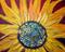 Art: SUNFLOWER  by Artist LUIZA VIZOLI