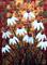 Art: WHITE FLOWERS for CHRISTMAS by Artist LUIZA VIZOLI