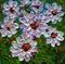 Art: White Dahlia by Artist LUIZA VIZOLI