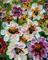 Art: COLORFUL DAISY FLOWERS by Artist LUIZA VIZOLI