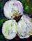 Art: APPLE FLOWER by Artist LUIZA VIZOLI