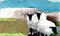 Art: Three Blackface Sheep, OSWOA, 4x6 inches by Artist Judith A Brody