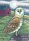 Art: RED BARN OWL by Artist Susan Brack