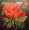 Art: Red Rose  by Artist Barbara Haviland