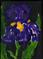 Art: Purple Iris on Black - painting per day by Artist Nancy Denommee   