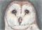 Art: Barn Owl by Artist Kim Loberg