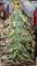 Art: My Christmas Tree by Artist Chris Jeanguenat