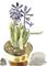 Art: Hyacinth sketch 02 by Artist Gabriele Maurus