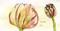Art: Tulipa by Artist Gabriele Maurus