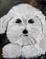 Art: Bichon by Artist Elizabeth Paige VanSickle