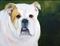 Art: George by Artist Deborah Sprague