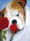 Art: A Rose For Preston by Artist Deborah Sprague