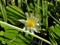 Art: White Waterlily by Artist Gabriele Maurus