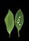 Art: Convallaria majalis by Artist Gabriele Maurus