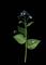 Art: Brunnera macrophylla by Artist Gabriele Maurus