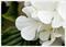 Art: BLOSSOM CARD.....Viburnum by Artist Gabriele Maurus