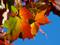 Art: A NOVEMBER DAY IN PRINCESS PARK by Artist Gabriele Maurus