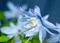 Art: CLEMATIS by Artist Gabriele Maurus