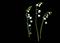 Art: Convallaria majalis by Artist Gabriele Maurus