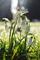 Art: Frosty Snowdrops by Artist Justin Lowe
