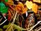 Art: Autumnal Decay - Cone of Silence by Artist Shawn Marie Hardy