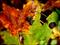 Art: Autumnal Decay - Green on Red by Artist Shawn Marie Hardy