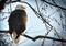 Art: Photography : Eagle Portrait by Artist Leanne Wildermuth