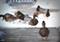 Art: Photography : Duck Walk by Artist Leanne Wildermuth