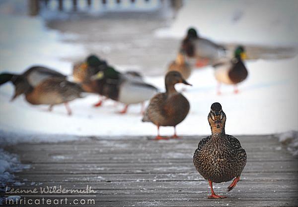 Art: Photography : Duck Walk by Artist Leanne Wildermuth