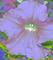 Art: Psychedelic Petunia by Artist Shawn Marie Hardy