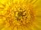 Art: Daisy Macro Photography by Artist Terri L West