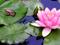 Art: Water Lilies with Baby Frog by Artist Shawn Marie Hardy