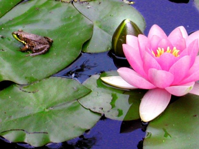 Art: Water Lilies with Baby Frog by Artist Shawn Marie Hardy