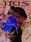 Art: Irises and Orchids by Artist Monica Faith