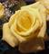 Art: Ashley's Rose SOLD by Artist Terri L West