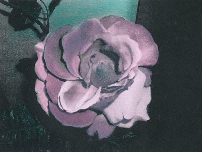 Art: Pink Rose by Artist Sherry Key