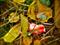 Art: autumnal Decay - Slipping into Something Else by Artist Shawn Marie Hardy