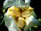 Art: 'Gudrun' First to Bloom 2009 II by Artist Monica Faith