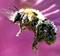 Art: Bumblebee by Artist Monica Faith
