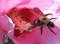 Art: Bumblebee on Althea by Artist Monica Faith