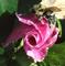 Art: Bumbler on Althea Bud by Artist Monica Faith