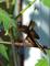 Art: A Dragonfly that Models by Artist Monica Faith