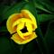 Art: Rain-Kissed Yellow Tulip by Artist Amie R Gillingham