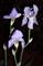 Art: I. Pallida at Night by Artist Monica Faith