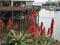 Art: Monterey Bay Harbor, Fisherman's Wharf by Artist Dorothy Edwards