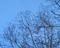 Art: Sacramento Moon (available) by Artist Dorothy Edwards