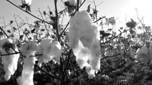 Detail Image for art In the Cotton Field