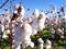 Art: In the Cotton Field II by Artist Monica Faith