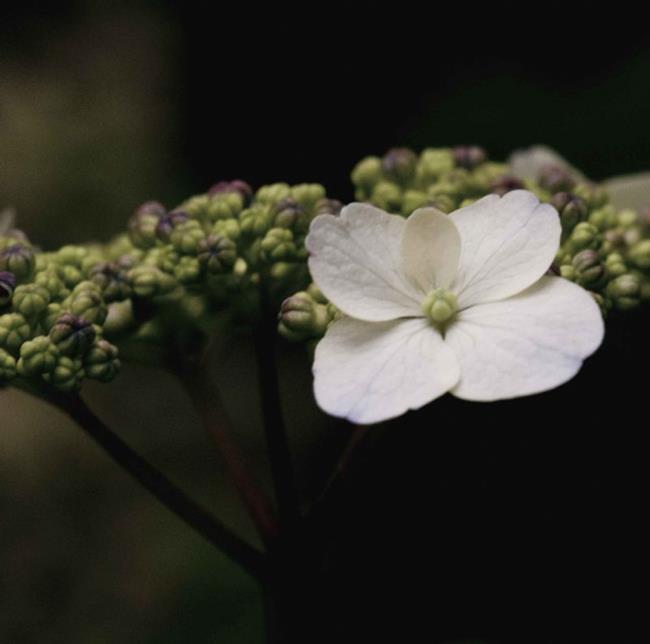 Art: Late Spring by Artist Richard Holland